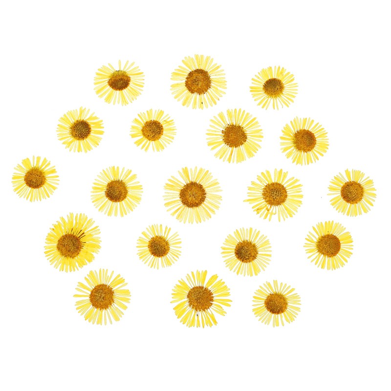 60 Pcs Dried Pressed Flower for Resin DIY Crafts Decors Yellow