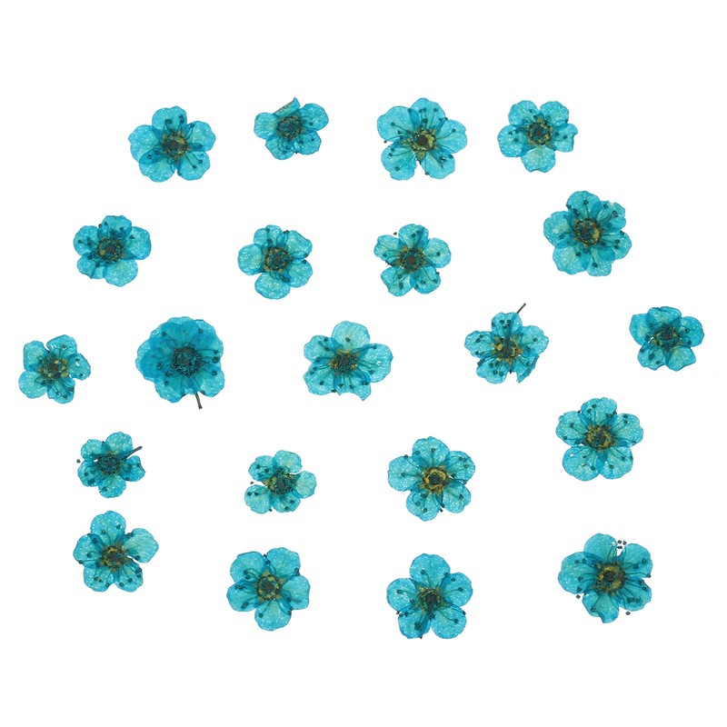 60 Pcs Dried Pressed Flower for Resin DIY Crafts Decors Sky Blue