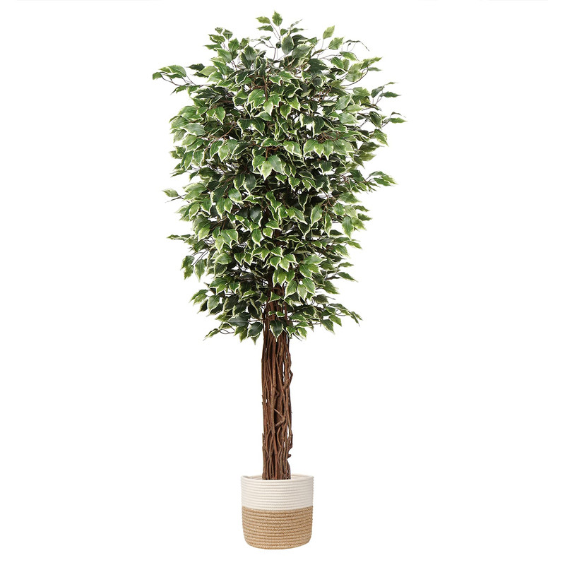 Plant Artificial Ficus Tree 6Ft In Pot Fake Silk Plant Green White Leaves