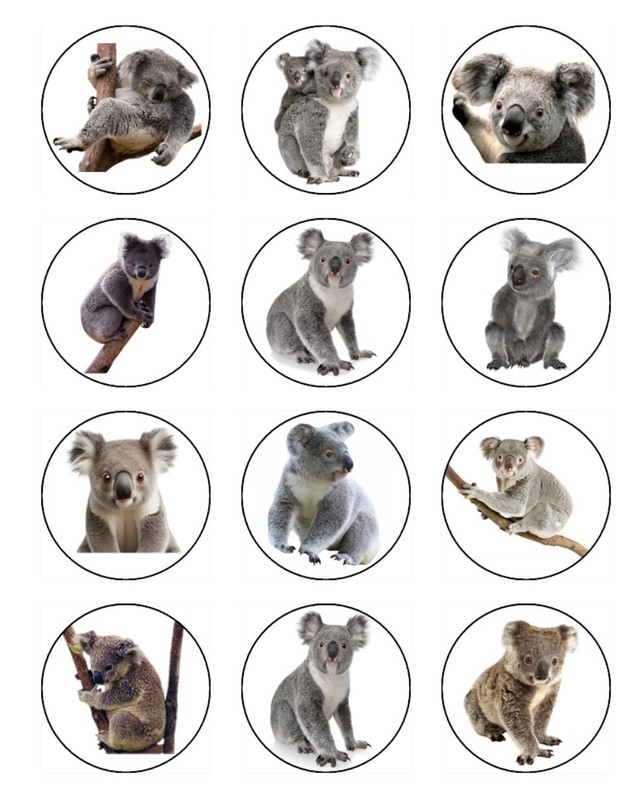 Koala Bear Edible Cake Topper Wafer Birthday Cake Animal Decorations (3 Sizes) gallery