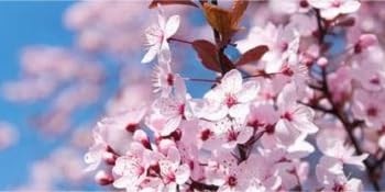Artificial Cherry Blossom es: Fake Cherries Silk Faux Spring Flowers gallery