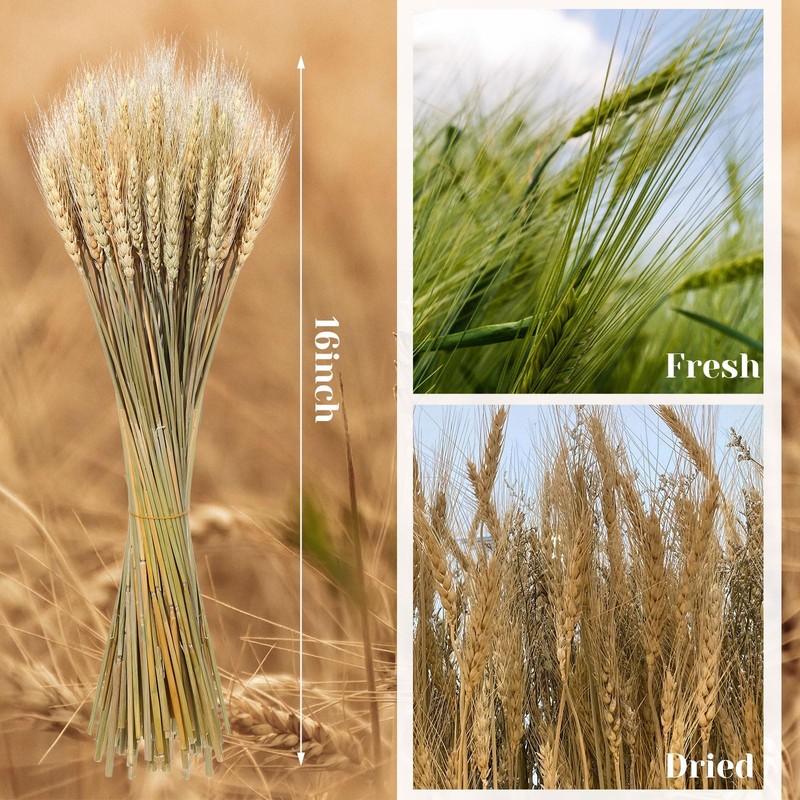 Geosar 1600 Stems Dried Wheat Stalks For Decor Natural Wheat Grass Sheaves gallery