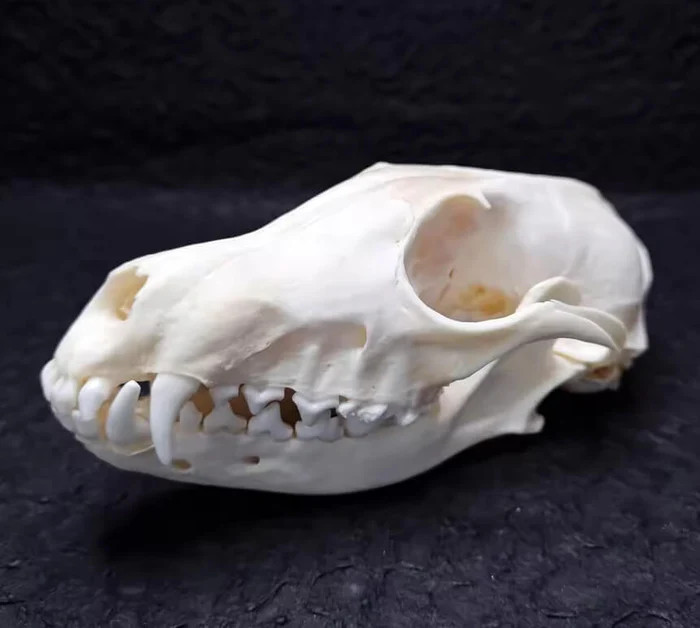 fox skull Resin, plaster, soap, candle mold
