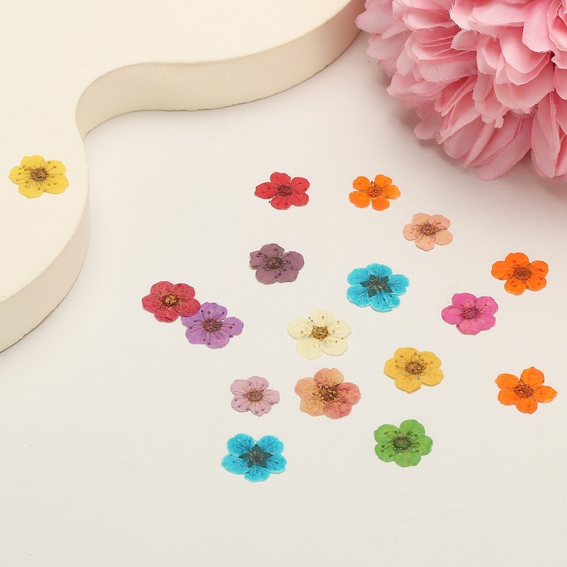 100Pcs Dried Pressed Flowers Narcissus Flowers for Nail Art Lemon Yellow gallery