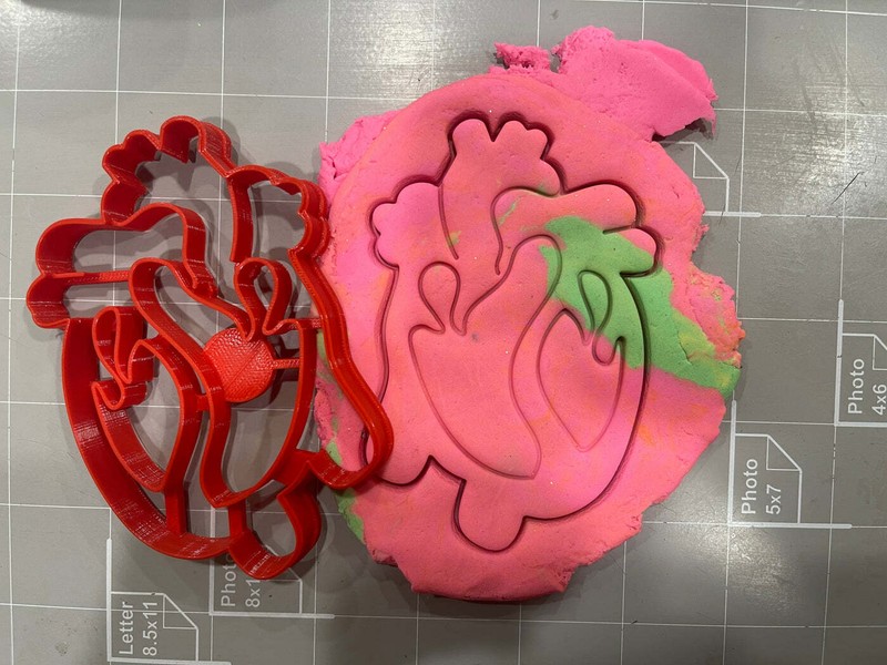 Heart anatomy Cookie Cutter gallery