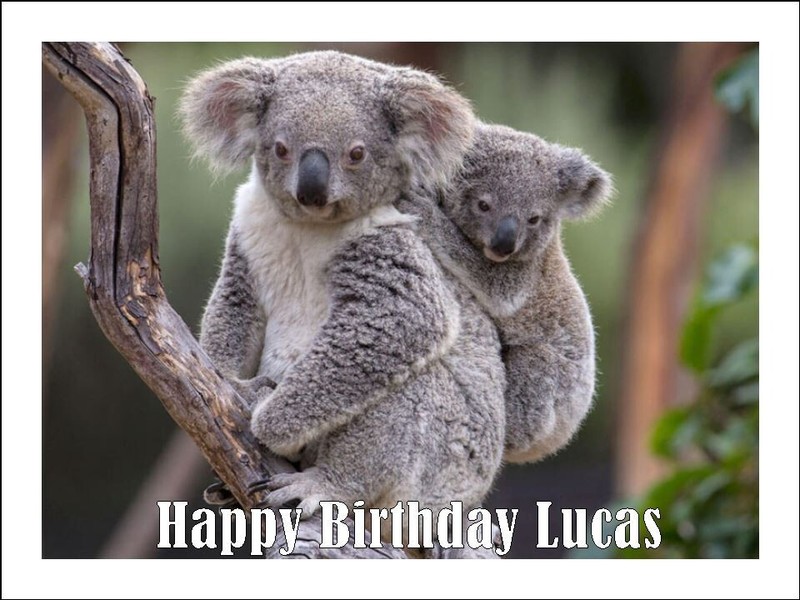 Koala Bear Edible Cake Topper Icing Birthday Cake Animal Decorations (4 Sizes)