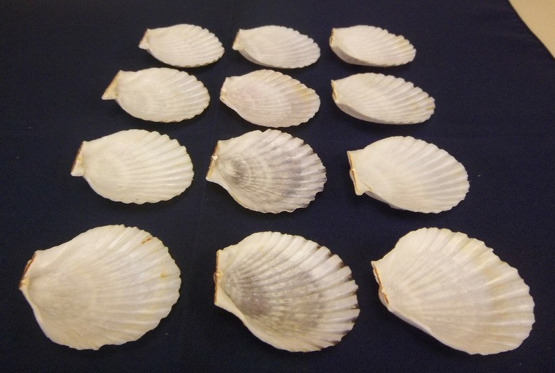 12 Medium Natural Scallop Sea Shells Baking Cooking Seafood Crafts Aquarium 2.5" gallery