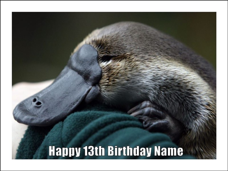 Platypus Cake Toppers Edible Icing Cake Australian Animal Decorations (2 Sizes)