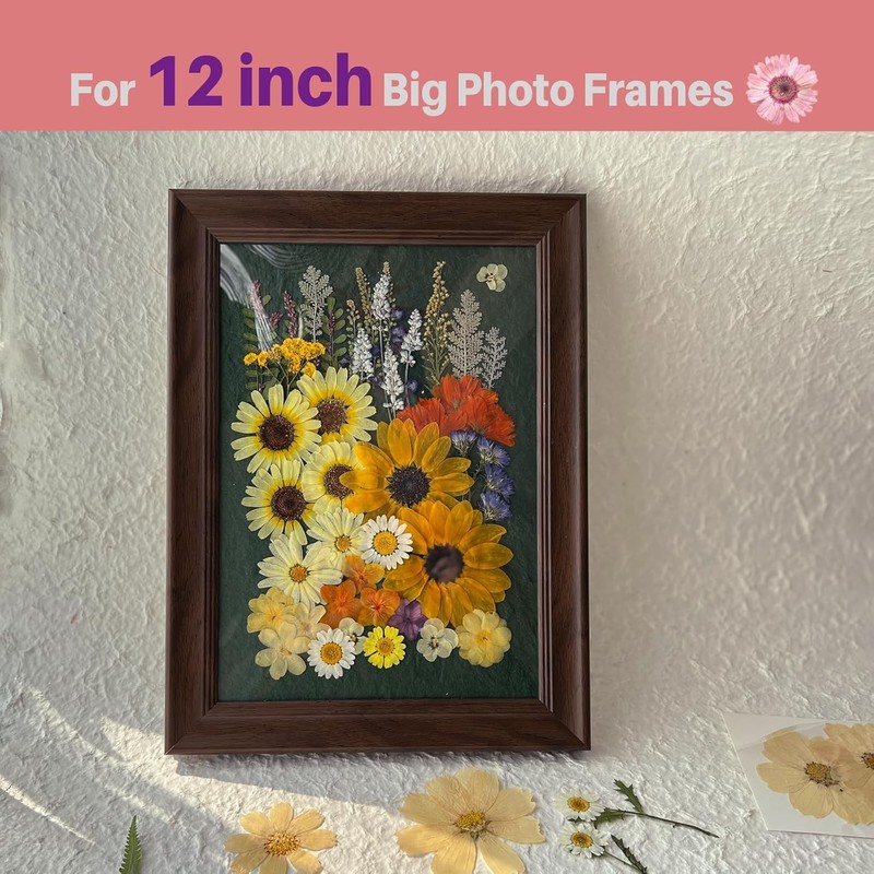 A4 Large Dried Pressed Flowers for Resin - Sunflower, Real Dry Natural Flowers & gallery