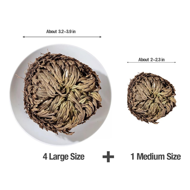 5 Pack Big 3.5" Rose of Jericho Resurrection Plants, Flor de Jerico Yellow gallery