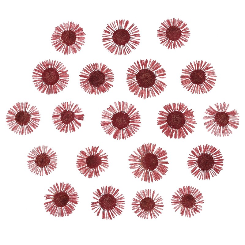 60 Pcs Dried Pressed Flower for Resin DIY Crafts Decors Red