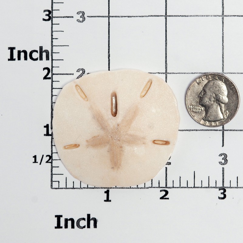 Sand Dollar Seashell Silicone Mold Candy Chocolate Mint Resin Polymer Clay (839) gallery