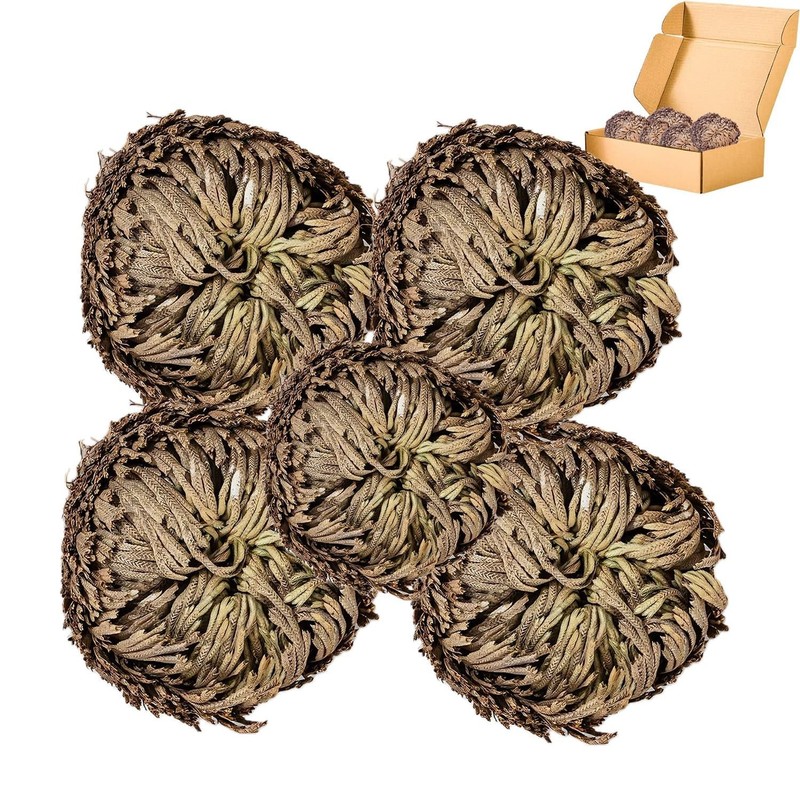 5 Pack Big 3.5″ Rose of Jericho Resurrection Plants, Flor de Jerico Yellow