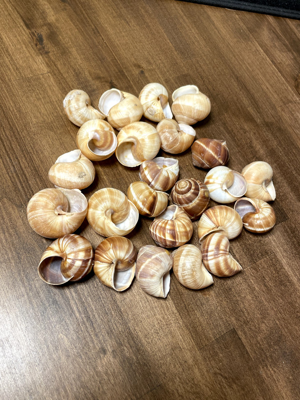Cavair Escargot Snails Shells Empty Giant Shells 30 XL Escargot French Shells gallery