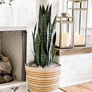 5ft. Yucca Silk Plant, Green gallery