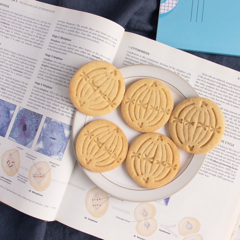 Metaphase Mitosis Cookie Cutter - mitotic microbiology laboratory science cell gallery