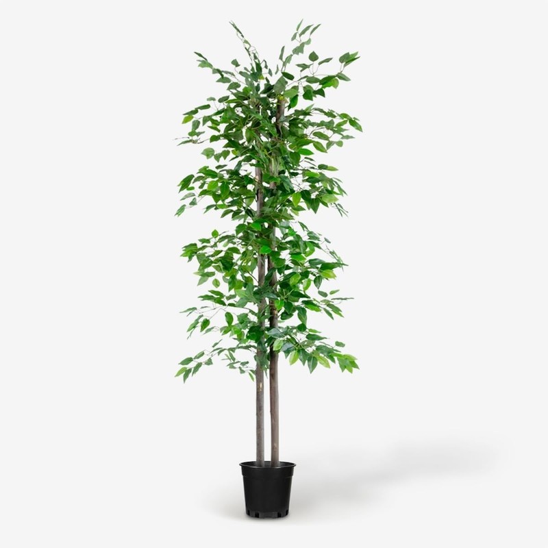 Blaine 6 Ft For Indoor/Outdoor Use For Home gallery