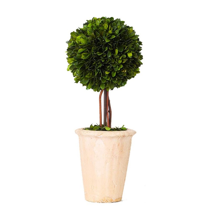 Boxwood Valley Real Preserved Boxwood Evergreen Globe Tree Topiary In