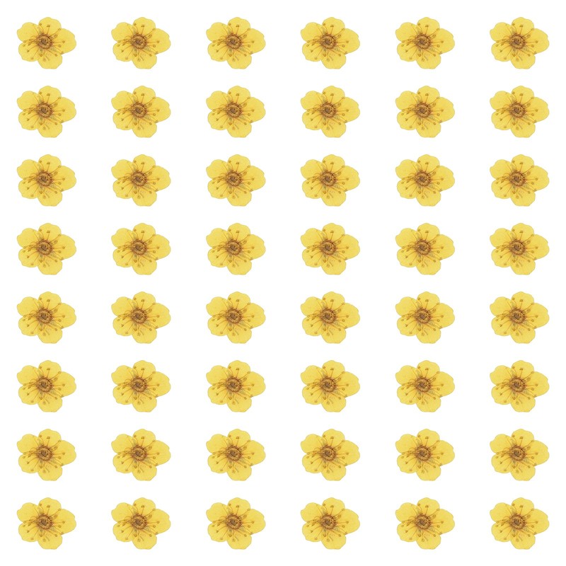 100Pcs Dried Pressed Flowers Narcissus Flowers for Nail Art Lemon Yellow