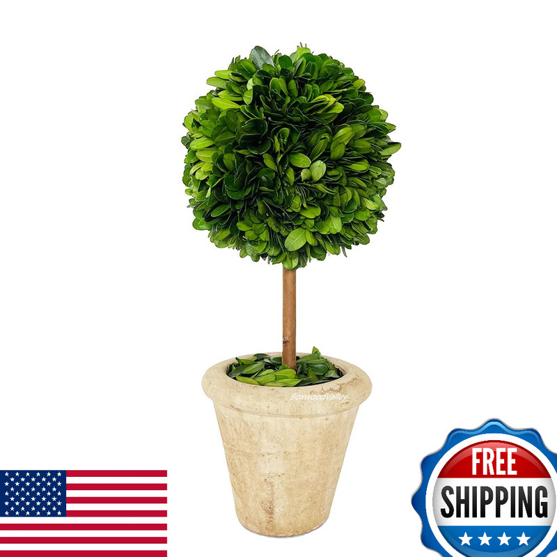 Natural Preserved Boxwood Topiary in Pot 9″ Greenery Plant Decor Indoor