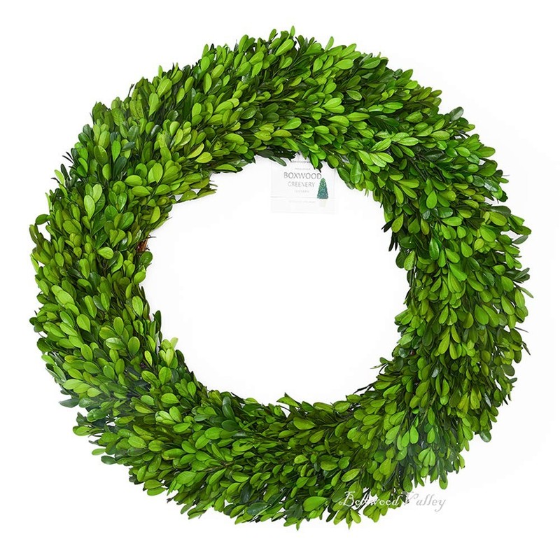 Boxwood Valley Boxwood Wreath 20 Inch X-Large Preserved Natural Boxwood