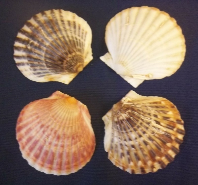 12 Medium Natural Scallop Sea Shells Baking Cooking Seafood Crafts Aquarium 2.5" gallery