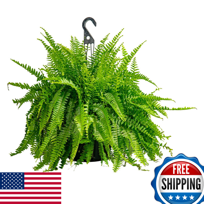 Costa Farms Live Boston Fern Plant – Extra Large 3-4 Feet Tall Wide – Xl Air