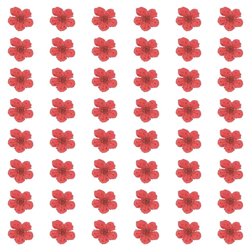 100Pcs Dried Pressed Flowers, Narcissus Flowers for Nail Art, Crimson