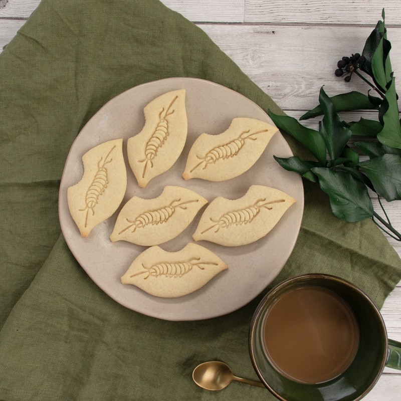 Monarch Caterpillar Cookie Cutter - Butterfly life cycle science biology nature gallery