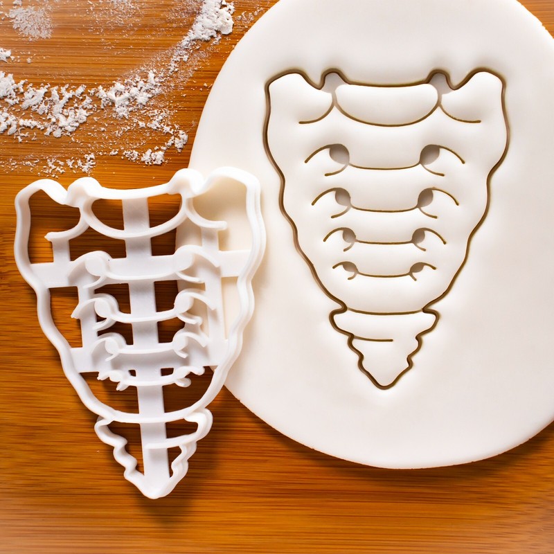Anterior Sacrum and Coccyx Cookie Cutter – spine medical science biology anatomy