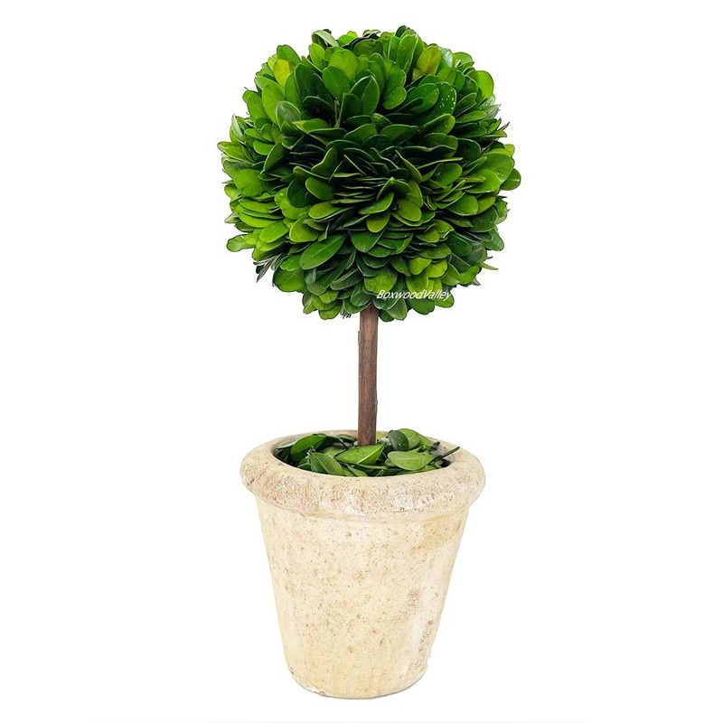 Boxwood Valley Natural Preserved Boxwood Topiary In Pot 13 Inch Stunning
