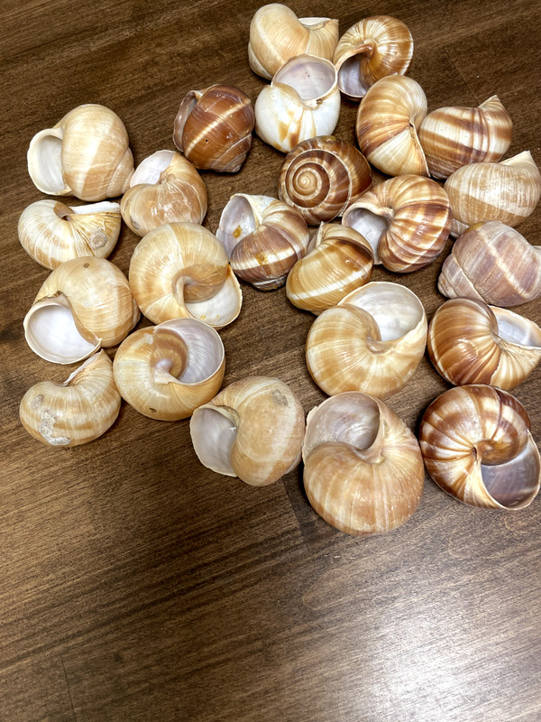 Cavair Escargot Snails Shells Empty Giant Shells 30 XL Escargot French Shells gallery