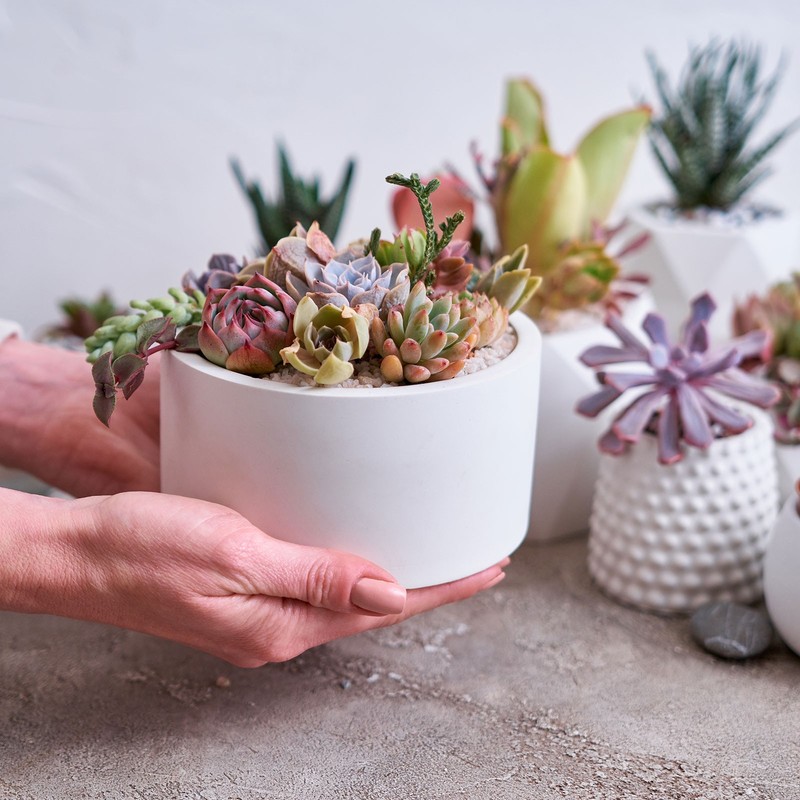 2 Pcs Artificial Succulent Plants, Faux Artificial Flocking Lotus, Pink-Green gallery