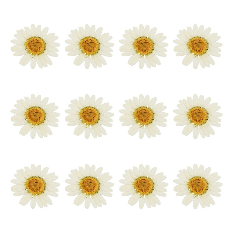 12Pcs Dried Pressed Flowers, Chrysanthemum Flowers for Nail Art, White