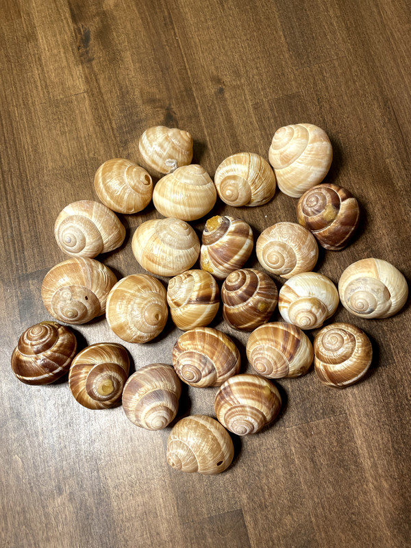 Cavair Escargot Snails Shells Empty Giant Shells 30 XL Escargot French Shells gallery
