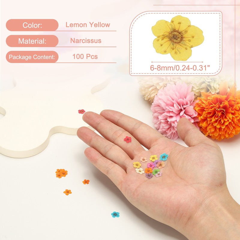 100Pcs Dried Pressed Flowers Narcissus Flowers for Nail Art Lemon Yellow gallery