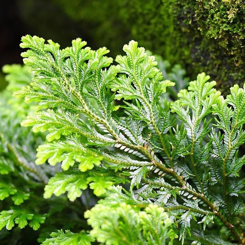 5 Pack Big 3.5" Rose of Jericho Resurrection Plants, Flor de Jerico Yellow gallery