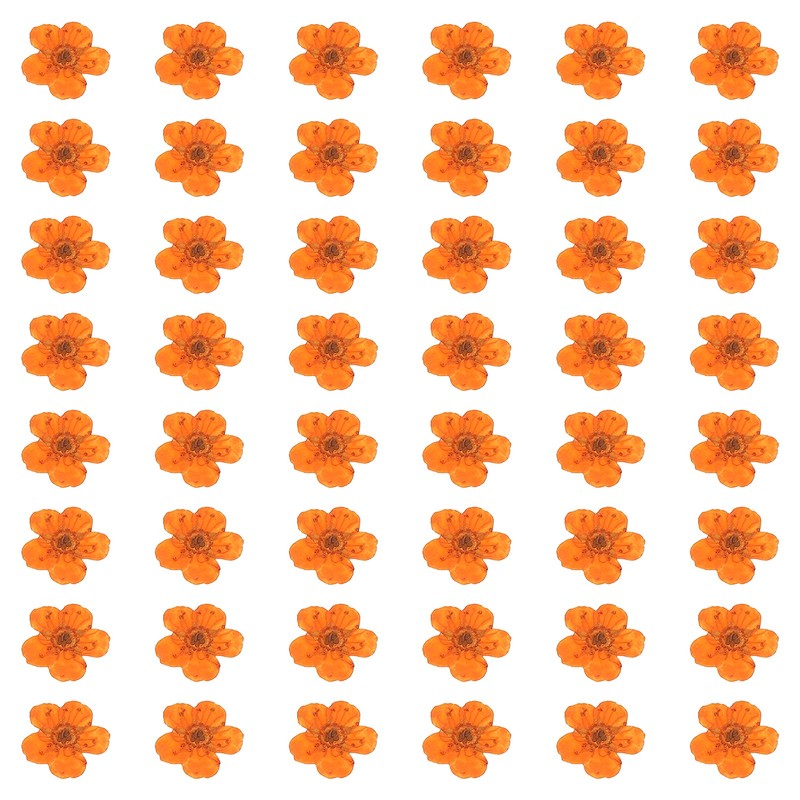 100Pcs Dried Pressed Flowers, Narcissus Flowers for Nail Art, Orange
