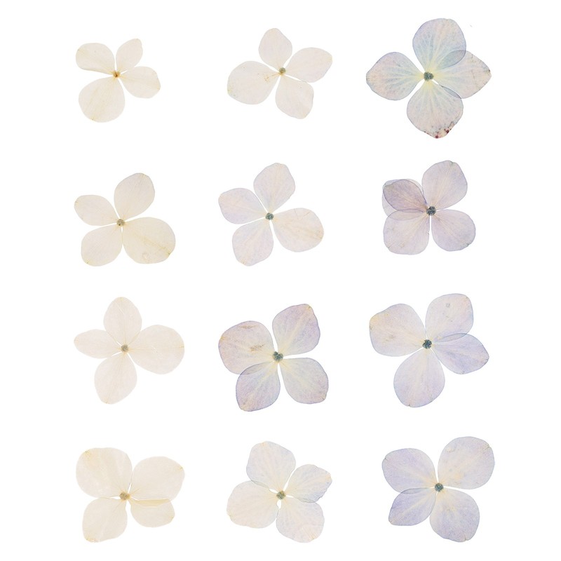 48 Pcs Dried Pressed Flower for Resin DIY Crafts Decors Sky Blue