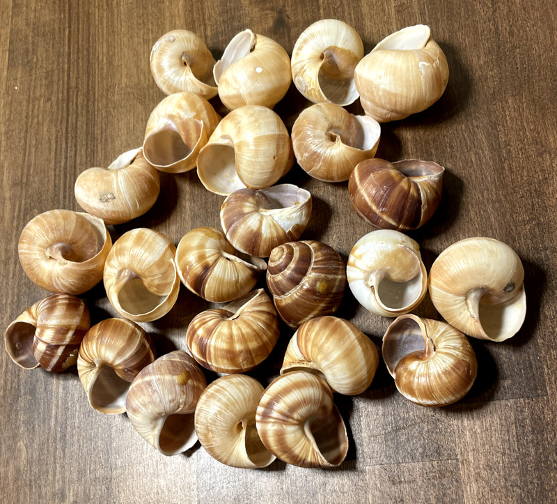 Cavair Escargot Snails Shells Empty Giant Shells 30 XL Escargot French Shells