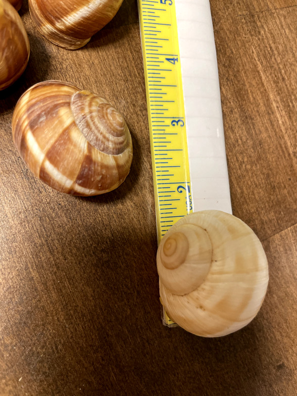 Cavair Escargot Snails Shells Empty Giant Shells 30 XL Escargot French Shells gallery