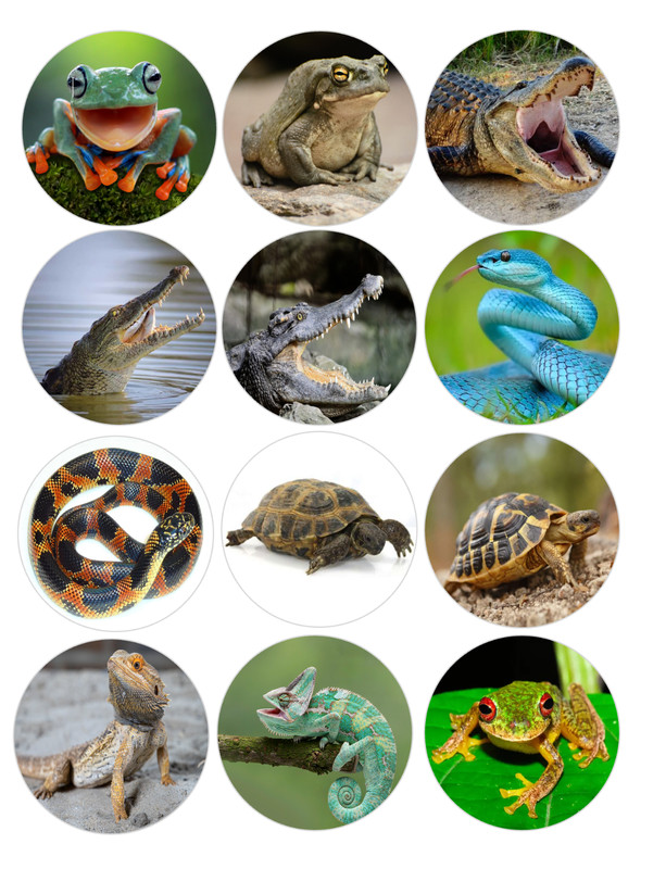 12 Reptiles, frogs, Edible Image rounds, dessert images, Wafer paper, pre cut