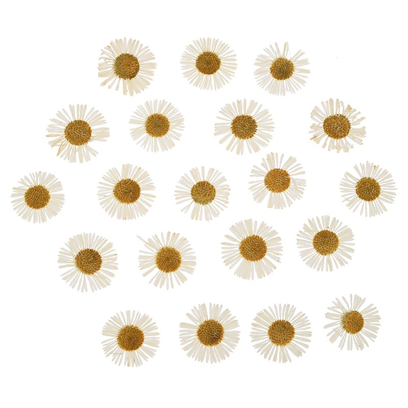 60 Pcs Dried Pressed Flower for Resin DIY Crafts Decors White