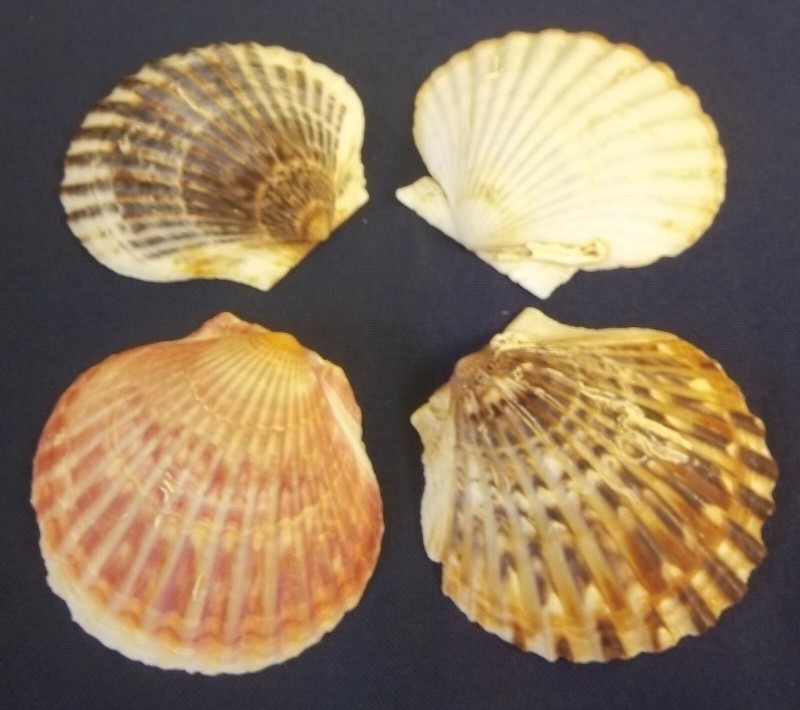 12 Medium Natural Scallop Sea Shells Baking Cooking Seafood Crafts Aquarium 2.5" gallery