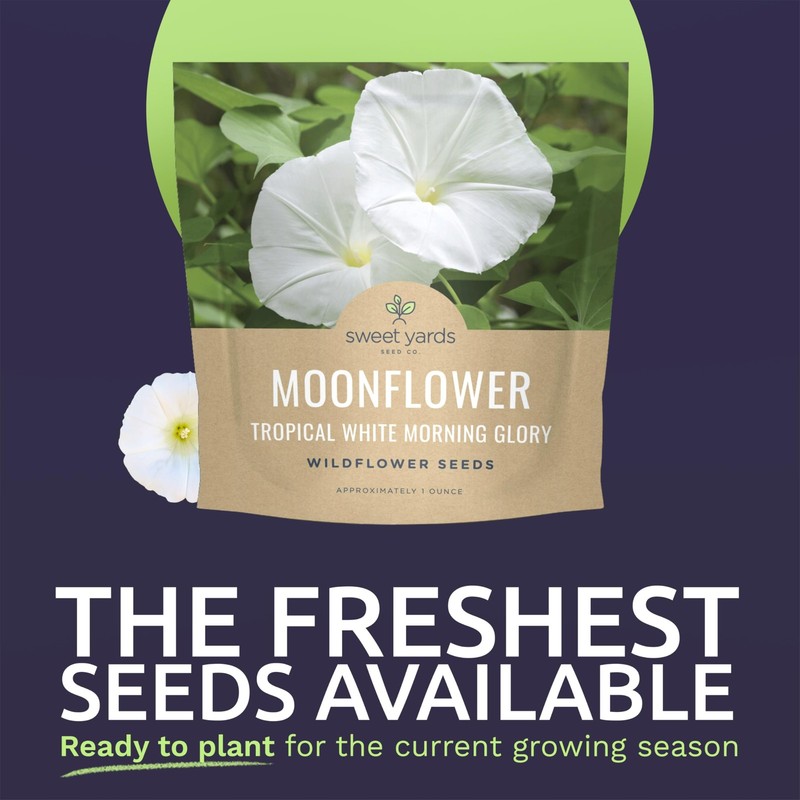 Moonflower – Tropical White Morning Glory – Large 1 Ounce 1 Ounce, Flower gallery