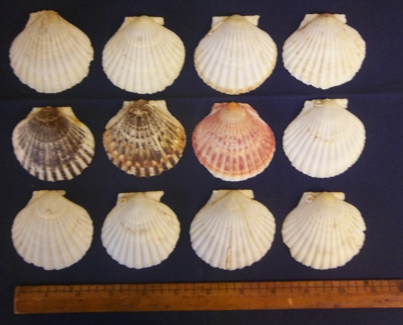12 Medium Natural Scallop Sea Shells Baking Cooking Seafood Crafts Aquarium 2.5″