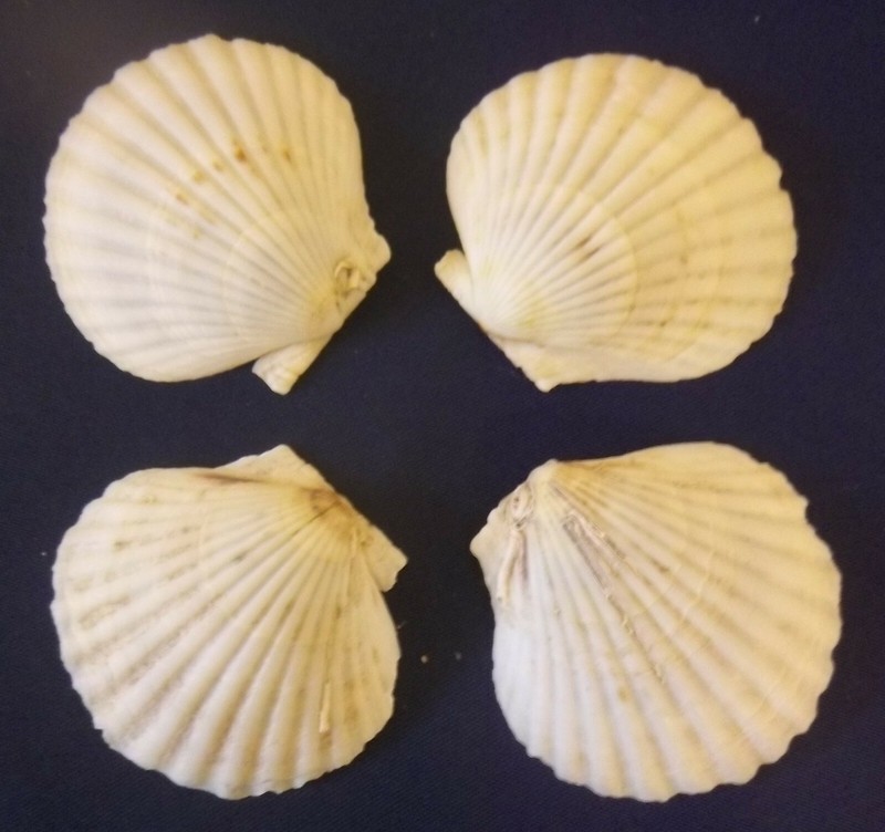 12 Medium Natural Scallop Sea Shells Baking Cooking Seafood Crafts Aquarium 2.5" gallery