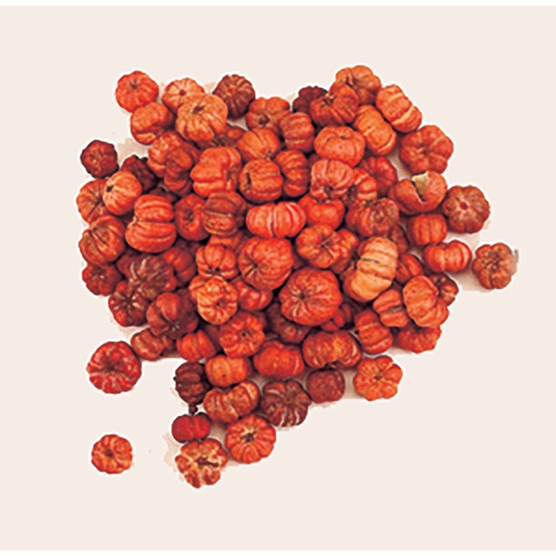 Worth Imports Natural Miniature Orange Pumpkin Pods 3/4 In Of 2 Lbs 1Lb Equals