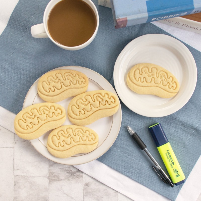 Mitochondria Cookie Cutter - microbiology powerhouse cell cycle science medicine gallery