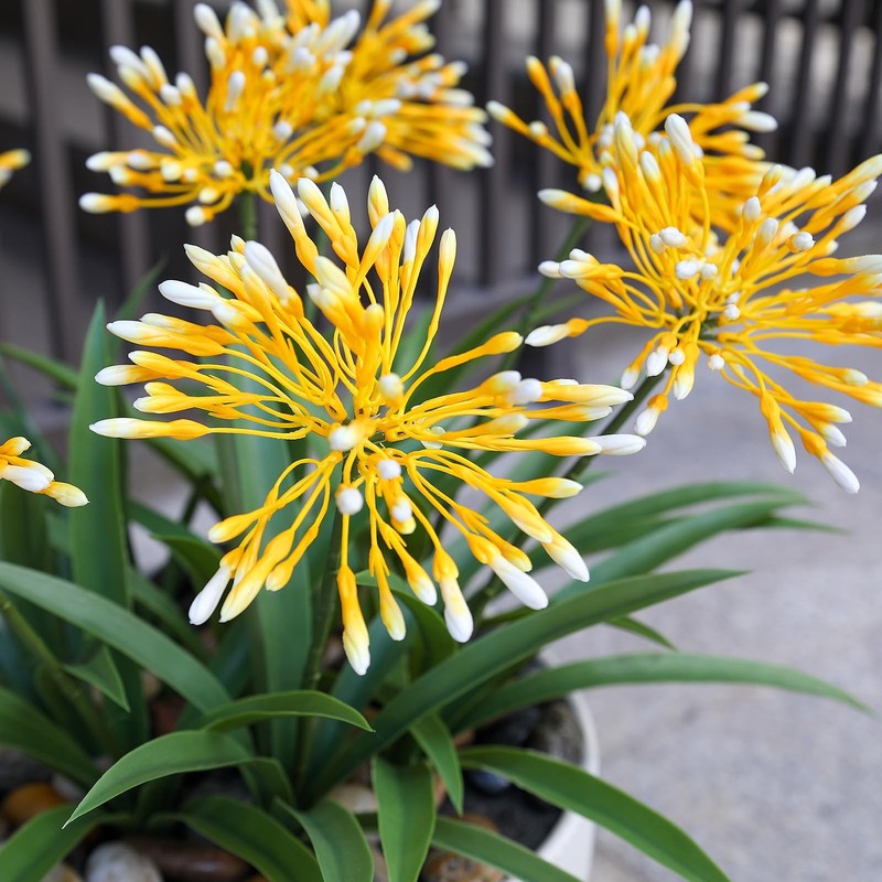 Hiforestar Fake Plants Outdoor Flowers Artificial Large Plastic Faux Flower 8 gallery